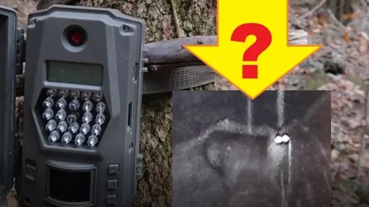 WHAT IS THIS??? - trail camera footage