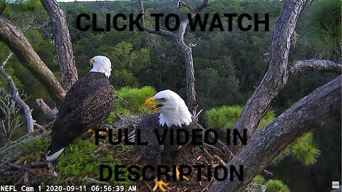 Bald Headed Eagle catches salmon