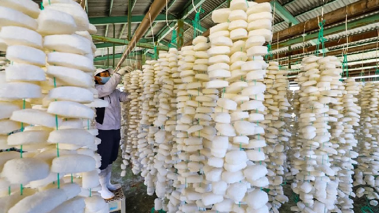 How Japanese Farmer Make Sponge From Konjac Potato - Konjac Potato Farming and Harvesting Technique