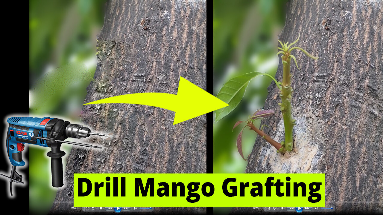 Drill Mango Grafting with RESULT 100% | UNIQUE METHOD