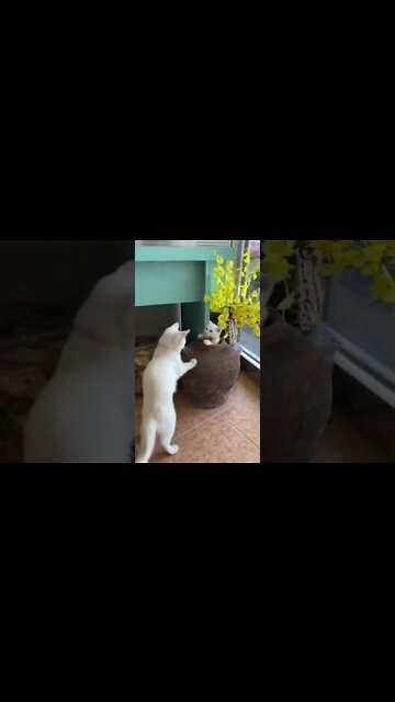 funny videos, addictive comedies #018