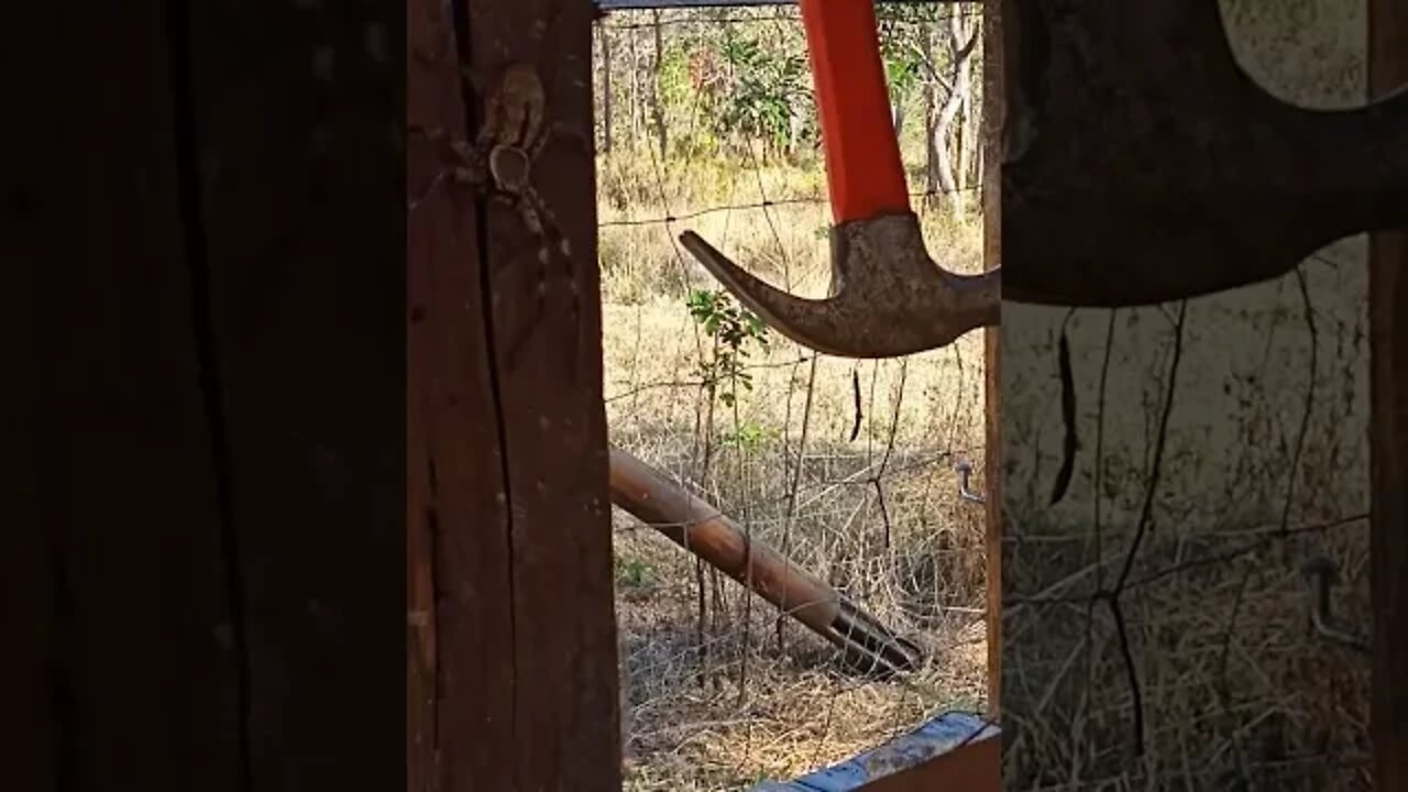 A Large Spider 28th October 2021