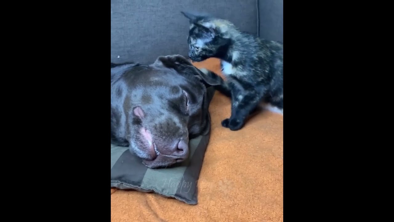 ПРИКОЛЫ С ЖИВОТНЫМИ 😺🐶 Смешные Животные Си Смешные Коты Приколы с котами Забавные Животные #69