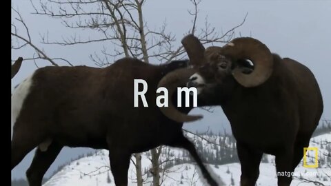 Club Humidor: Ram