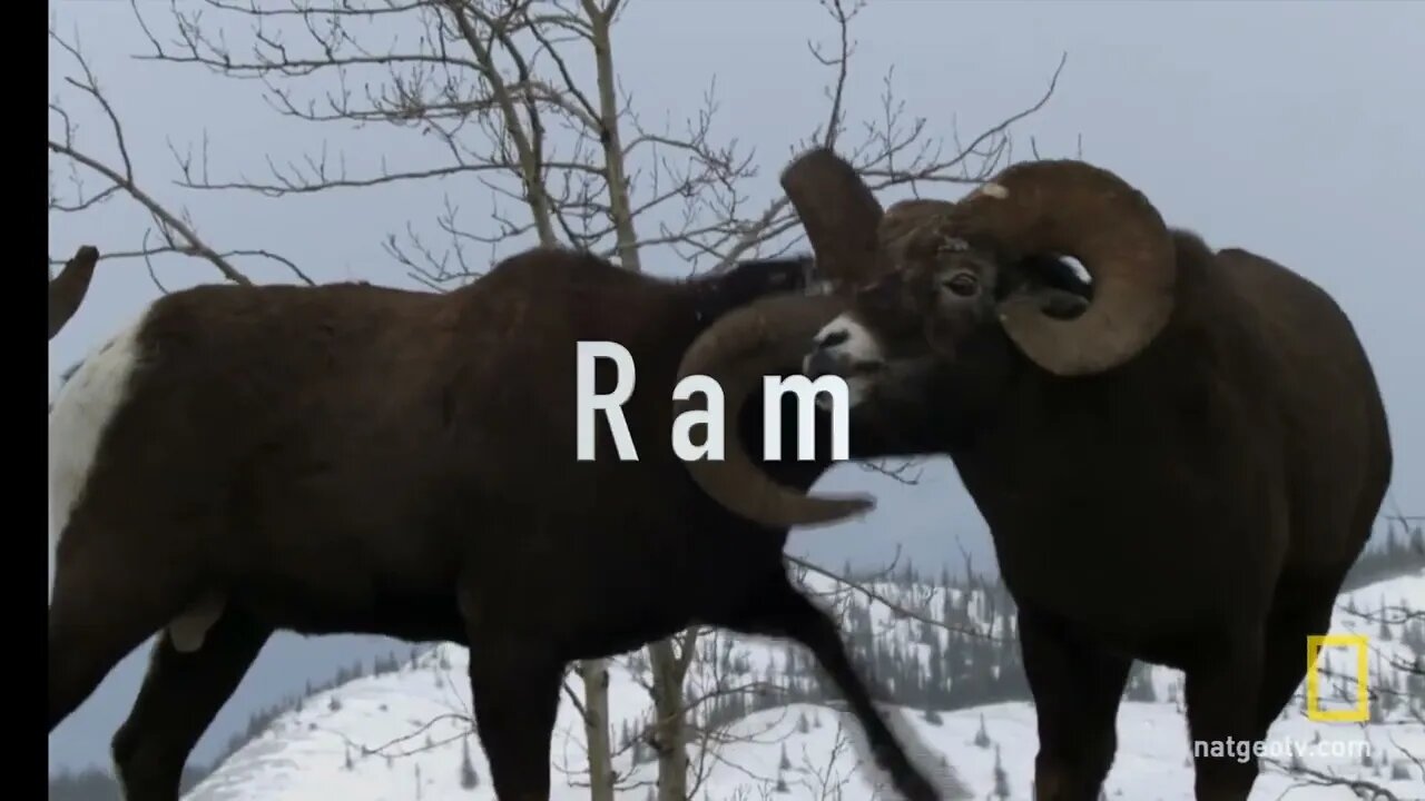 Club Humidor: Ram