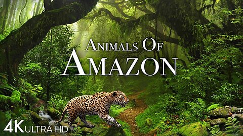 Animals of Amazon 4K - Animals That Call The Jungle Home | Amazon Rainforest |Scenic Relaxation Film