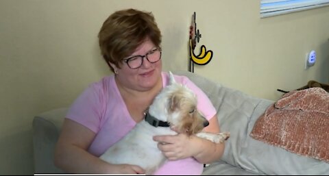 Dog reunited with family nearly a year later