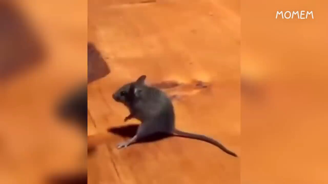 funny clips gives us happiness