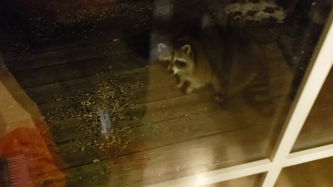 Peanut the Raccoon loves COOKIES!