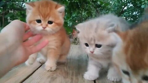 Three little Teddy kittens_Cutest Beby british kitens