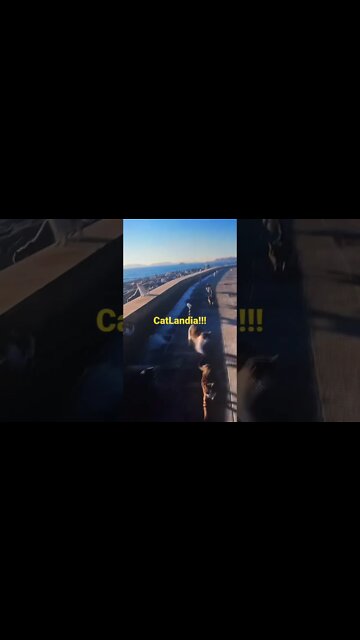 Cats, So Many Cats!!! #shorts #cats