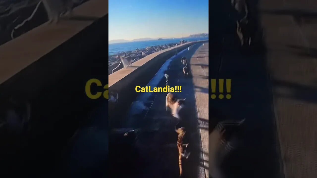 Cats, So Many Cats!!! #shorts #cats