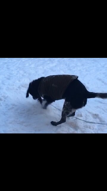 Dog playing in the snow