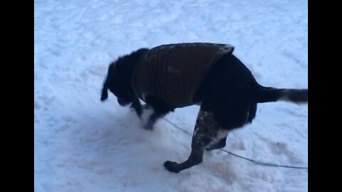 Dog playing in the snow