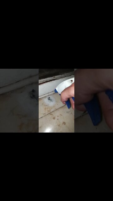 SO GROSS!! Finale! ☠️🤢 BIG Slug v Hydrogen Peroxide Part 3 #ninjaorchids #shorts