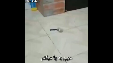Mouse fight🐀