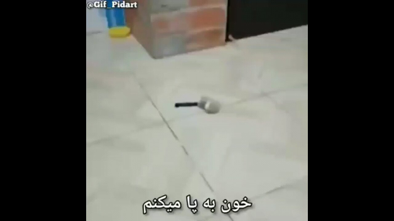 Mouse fight🐀