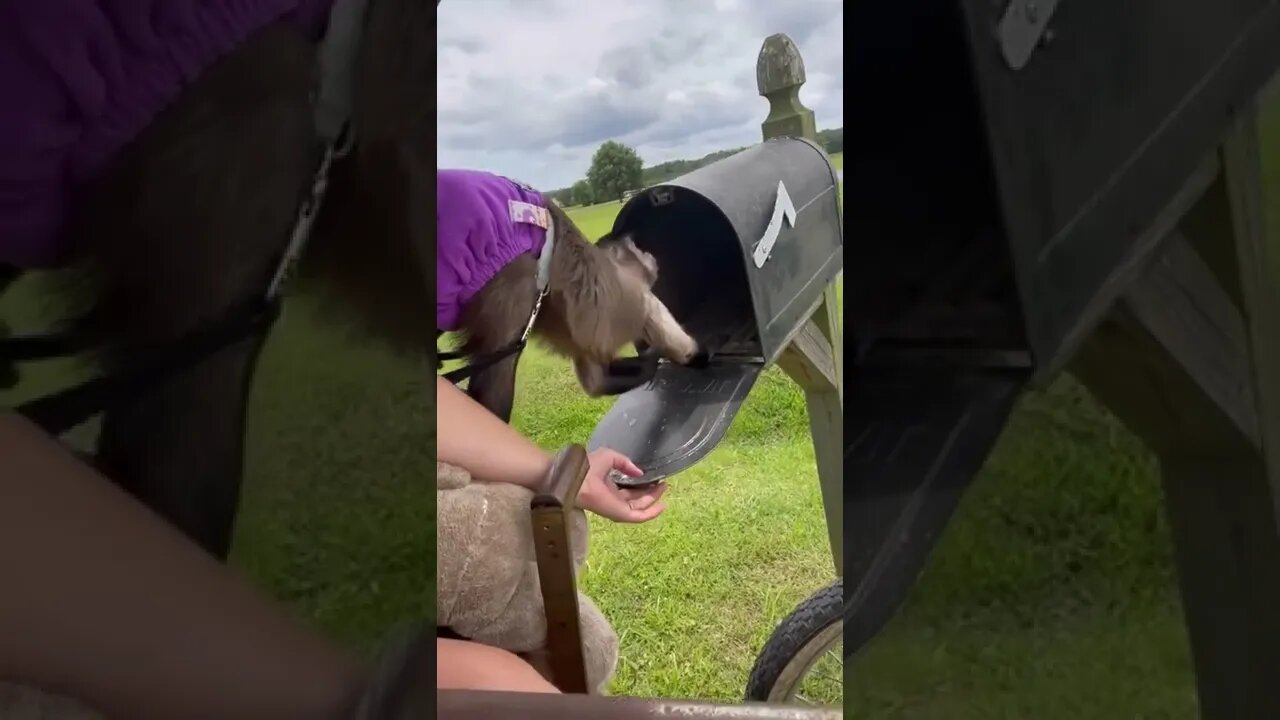 just strolling the princess around the farm