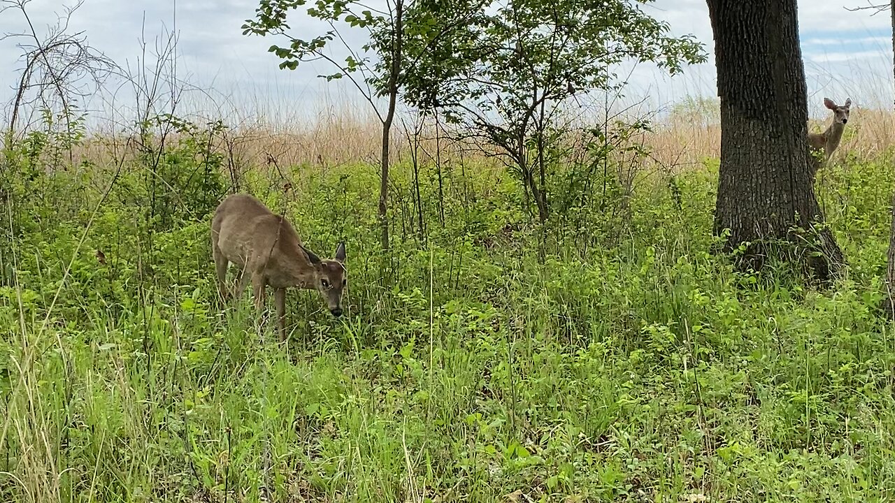 Wentzville Quail Ridge Park Deer