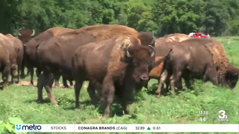 'We're really excited': Henry Doorly Zoo's Wildlife Safari Park opens for the season