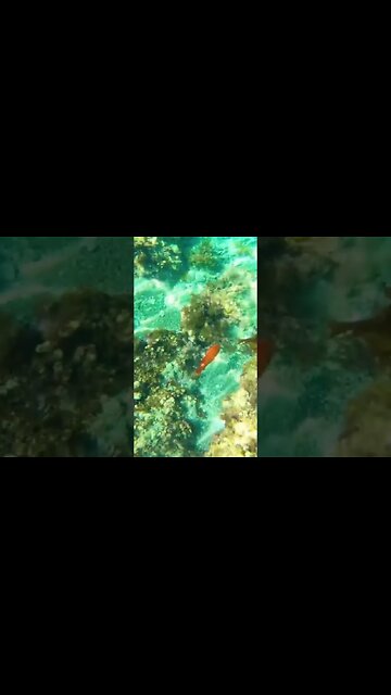 Snorkeling in California 🐟 #shorts #Beach #ocean #catalinaisland #california