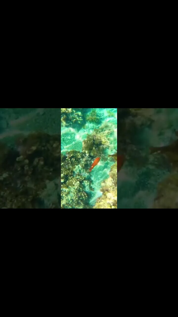 Snorkeling in California 🐟 #shorts #Beach #ocean #catalinaisland #california