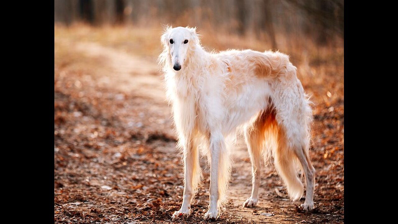 Borzoi critiques Destiny - The Petrol Hour