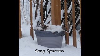 Song Sparrow