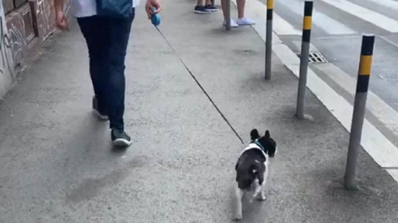 This dog has a truly unique way of walking