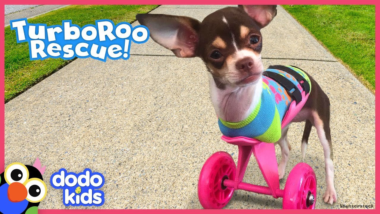 Little Dog With No Front Legs Gets The Tiniest Set of Wheels - Animal Videos For Kids - Dodo Kids