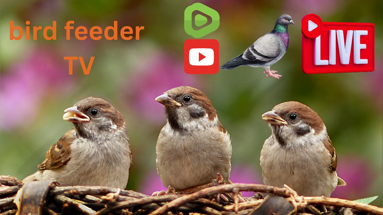 Bird feeder TV Live stream