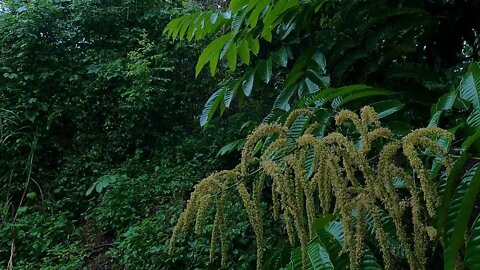 Rain#amazing#rainsounds#calmingsounds#naturelovers#naturesounds#relaxingmusic