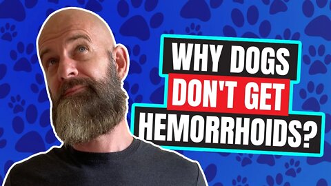 Dogs Don't Get Hemorrhoids! Here's Why!
