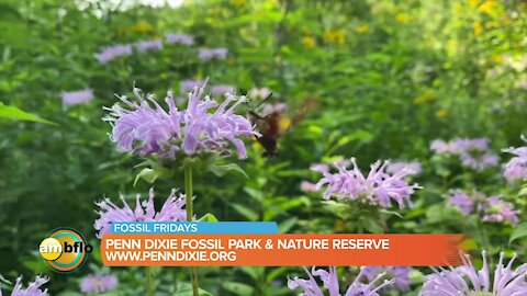 Fossil Friday – Walk the nature reserve at Penn Dixie Fossil Park and Nature Reserve