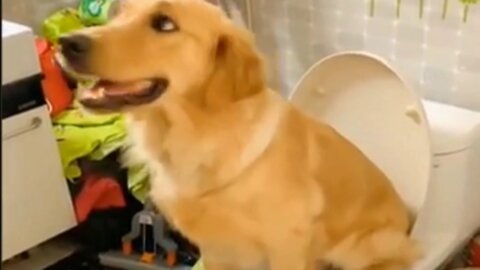 Funny Dog video 2022