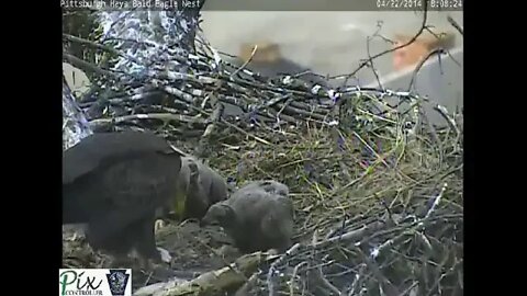 Hays Bald Eagles 2014 composite of growth H2 H3 H4 4 27 14