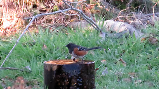 Spotted Towhee