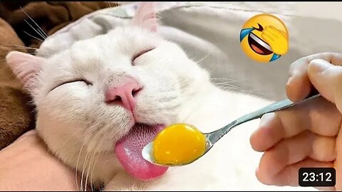 New Funny Animals 😂 Funniest Cats and Dogs Videos 😺🐶