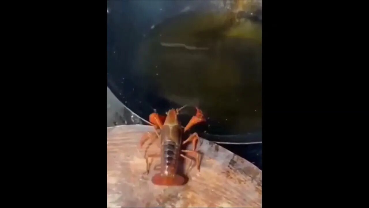 Crayfish Suicide