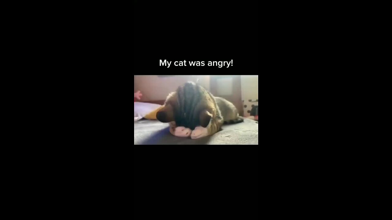 Cat !! I m angry