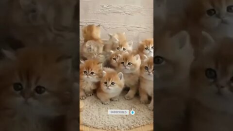 funny cat videos | cute cat videos| cute animals funny cats #shorts #shortsfunny #cutecat #funnycat