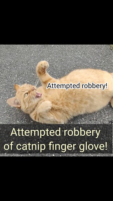 Attempted robbery of catnip finger glove!