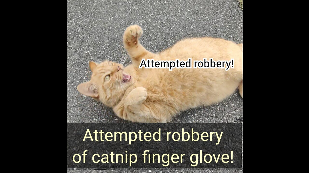 Attempted robbery of catnip finger glove!