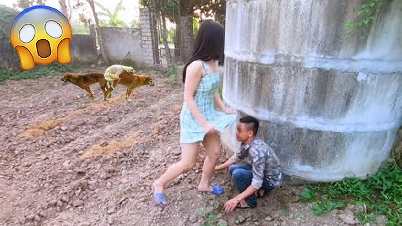 Funniest video/ funny cats and dogs