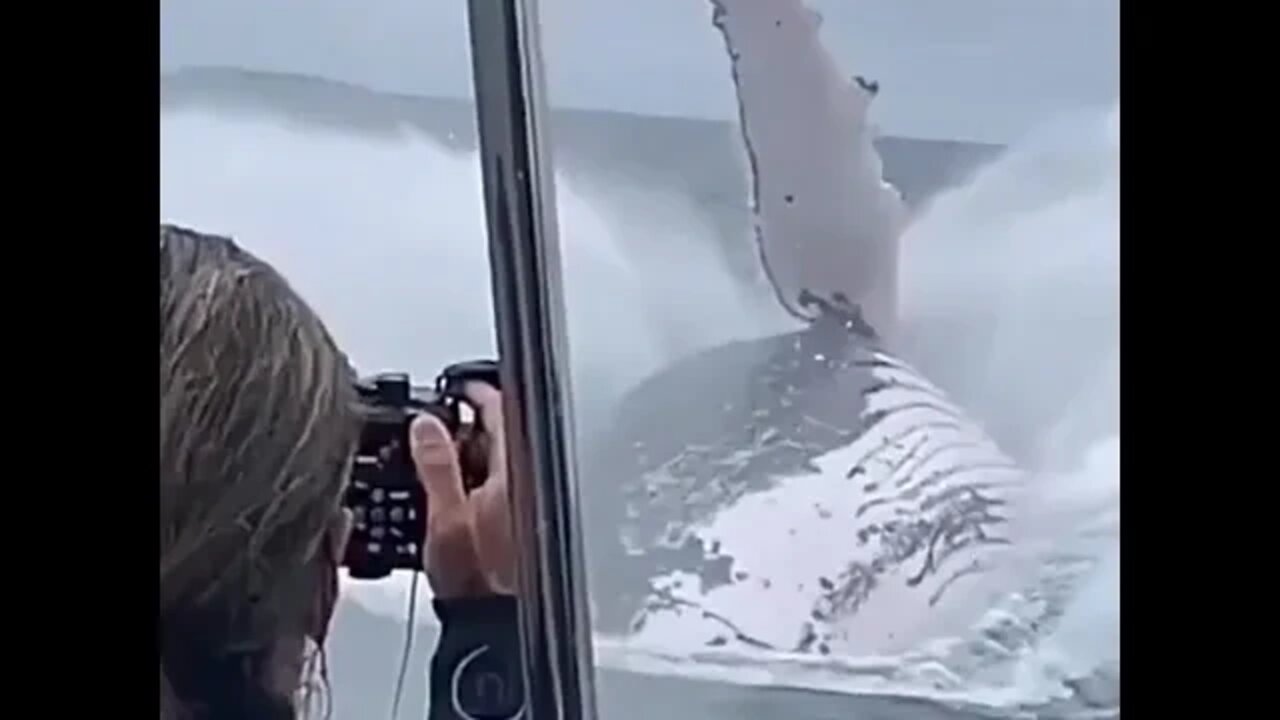 Huge Whale!