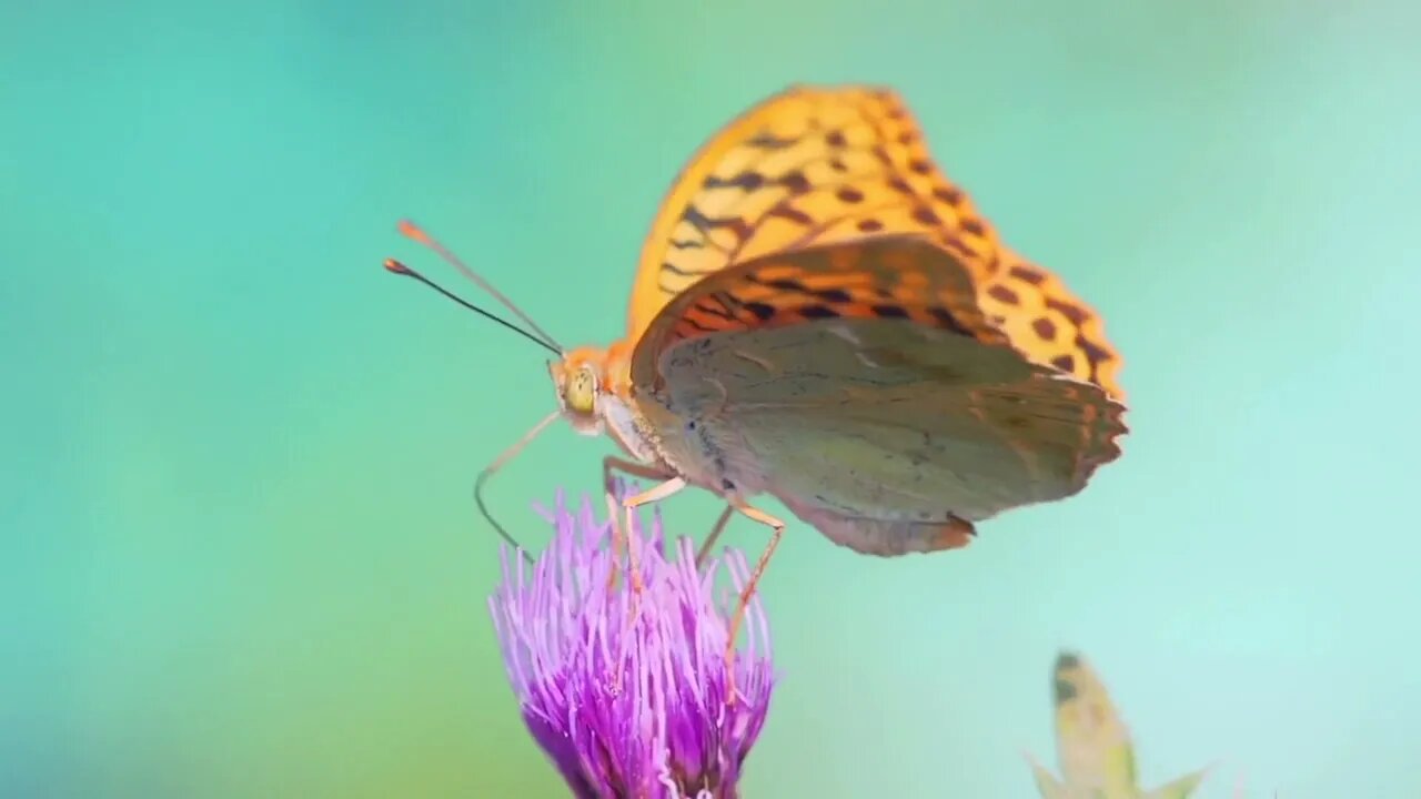 Butterfly On Flowers Extracts Nectar and Flies Away slow motion macro