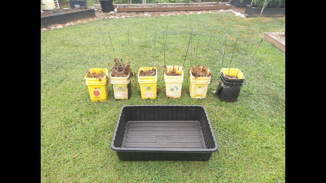 Baby Dutch Potato Harvest From Buckets 9/7/23