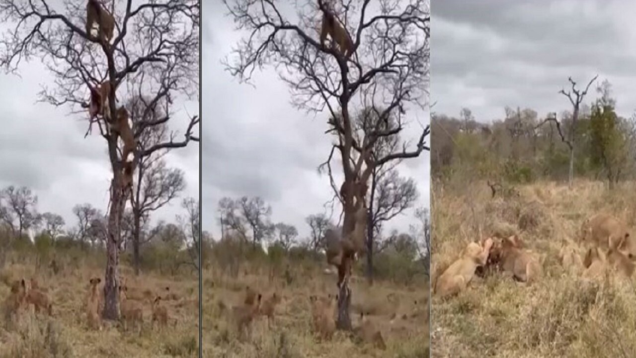 Very funny video of lion hunting today Africa