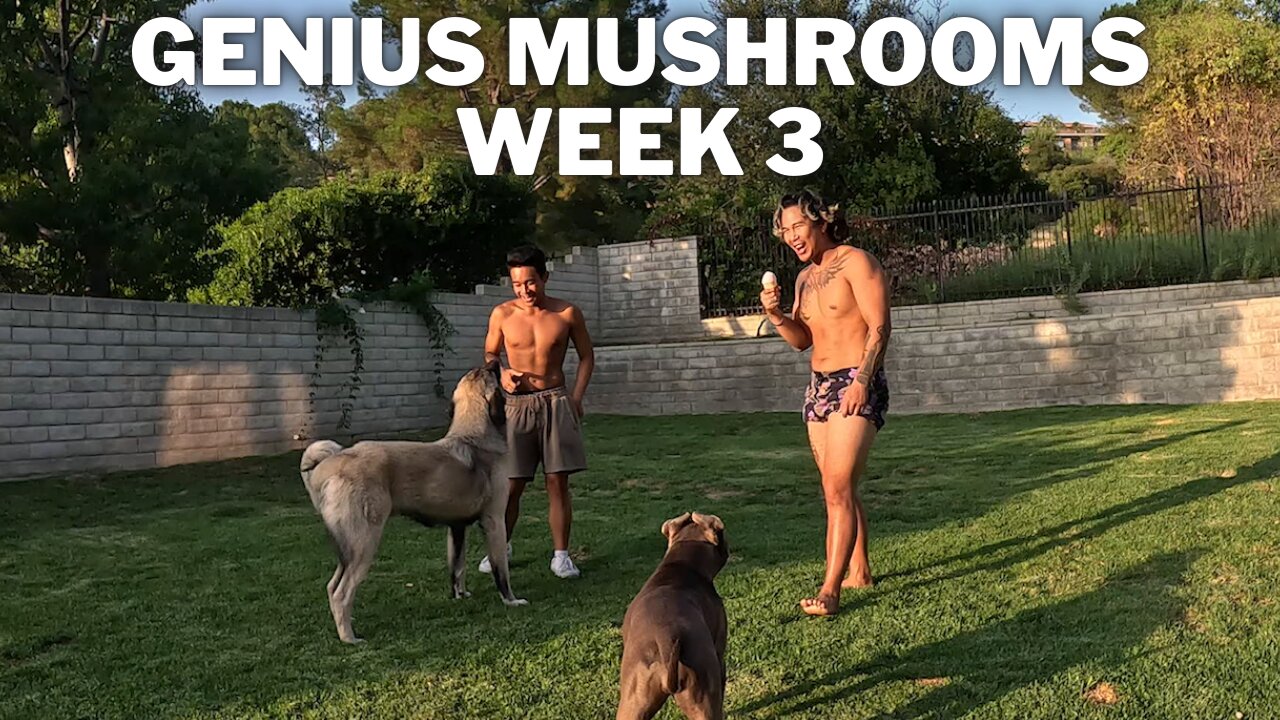 Trying A Health Supplement | Genius Mushrooms (Week 3)