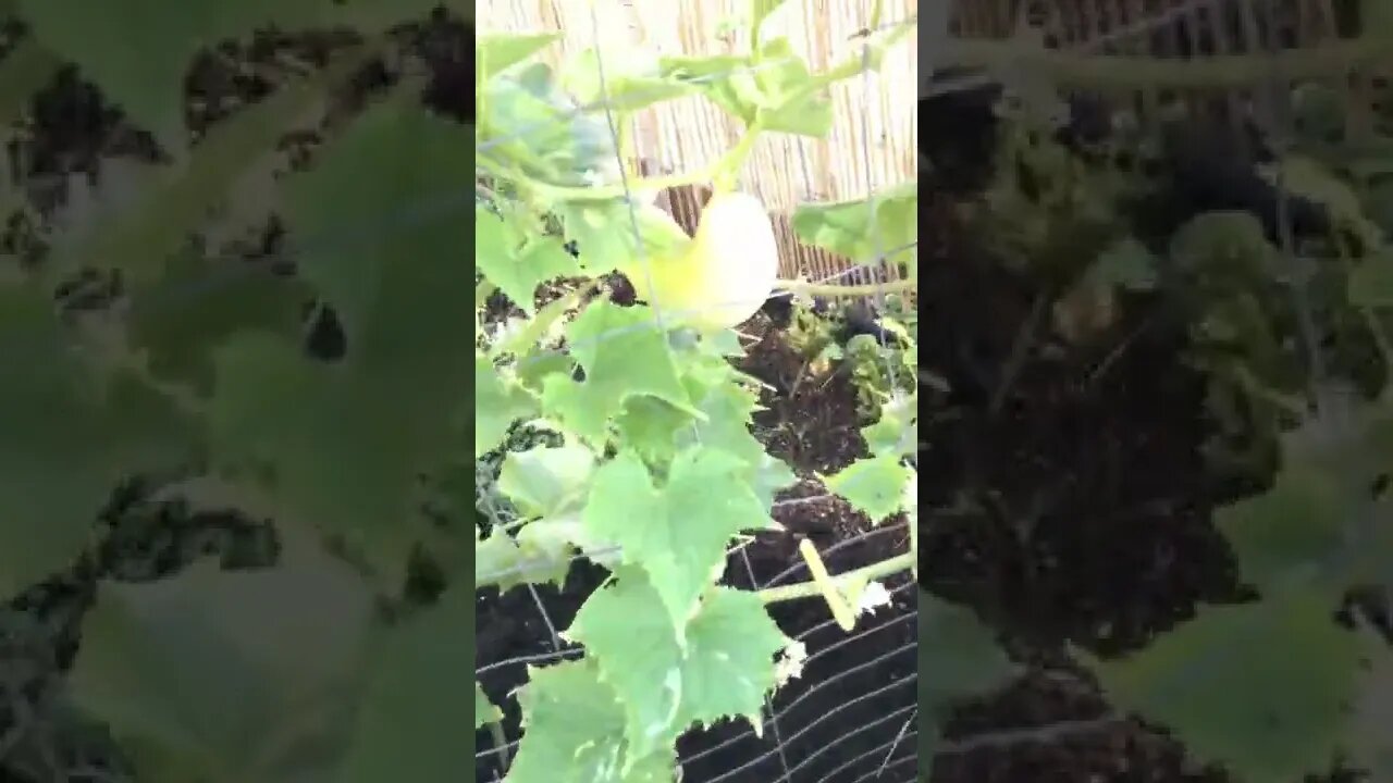 Cucumber Plant month 3-4